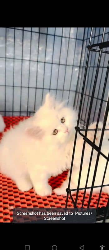 Persian cat for sale male female vaccine clear 0340=14=20=834=