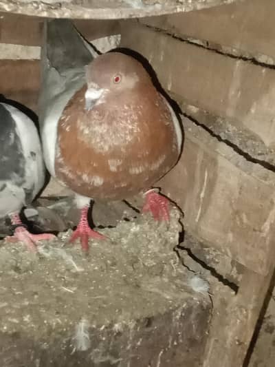 teddi male 1 femail 2  1 lakha  mail