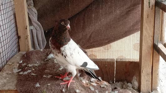 Pigeon Ambersirah male