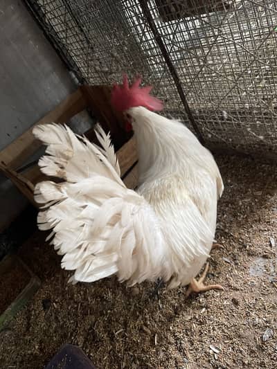 2aseel hen 1 cock and one hen other