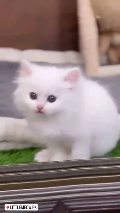 Persian cat for sale male female vaccine clear 0340=14=20=834=