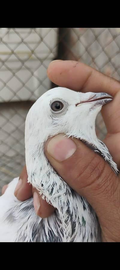 sialkoti motiyo wala male03078818634