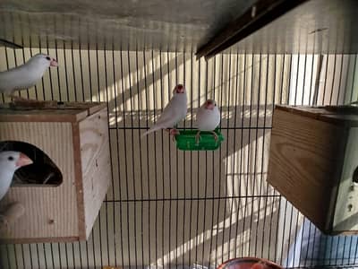 fawan java white java pair