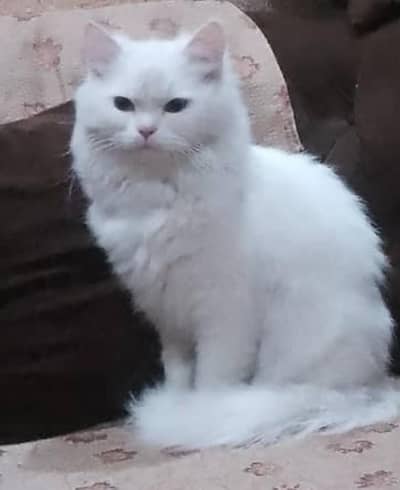 Persian cat for sale.