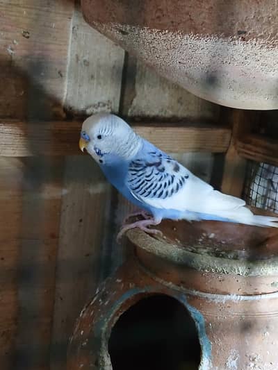 bajri tota chahi ye to rabta kero 800 loc nusariy shara e fahsal