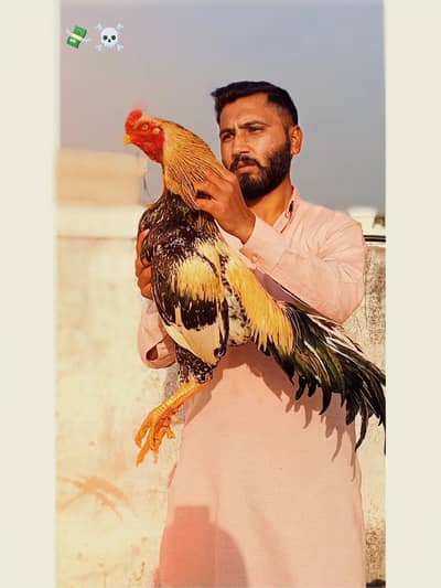 Pure mianwali Aseel Breed Murgha 
