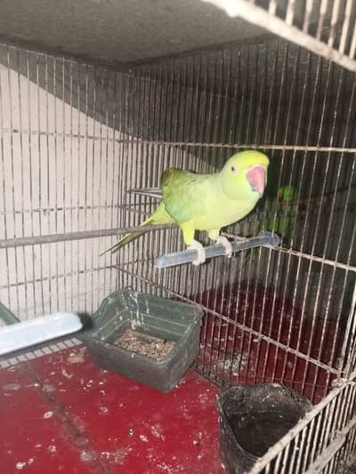 Ring neck parrot