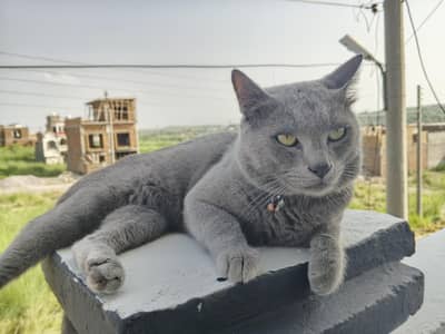 British shorthair cat for sale