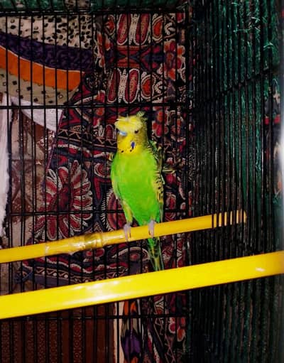homoromo budgie