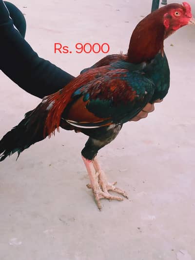 Pur aseel Mianwali murga and 3   breeder  female ale