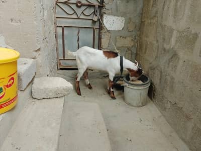 bakra for sale