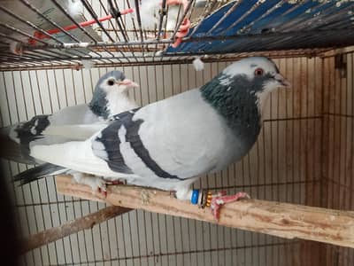 Pair for sale. with 1 chick