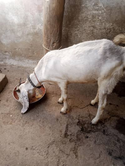 bakri for sell 03155911647 Rs 55000