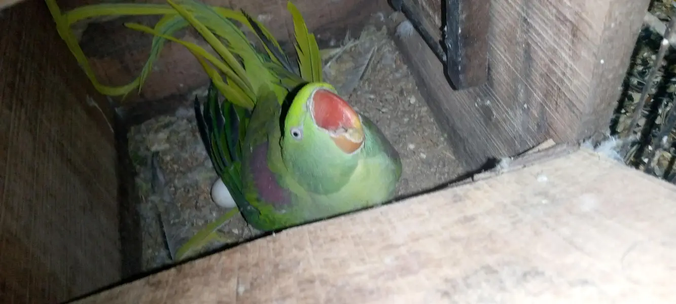 Breeder female — photo 2