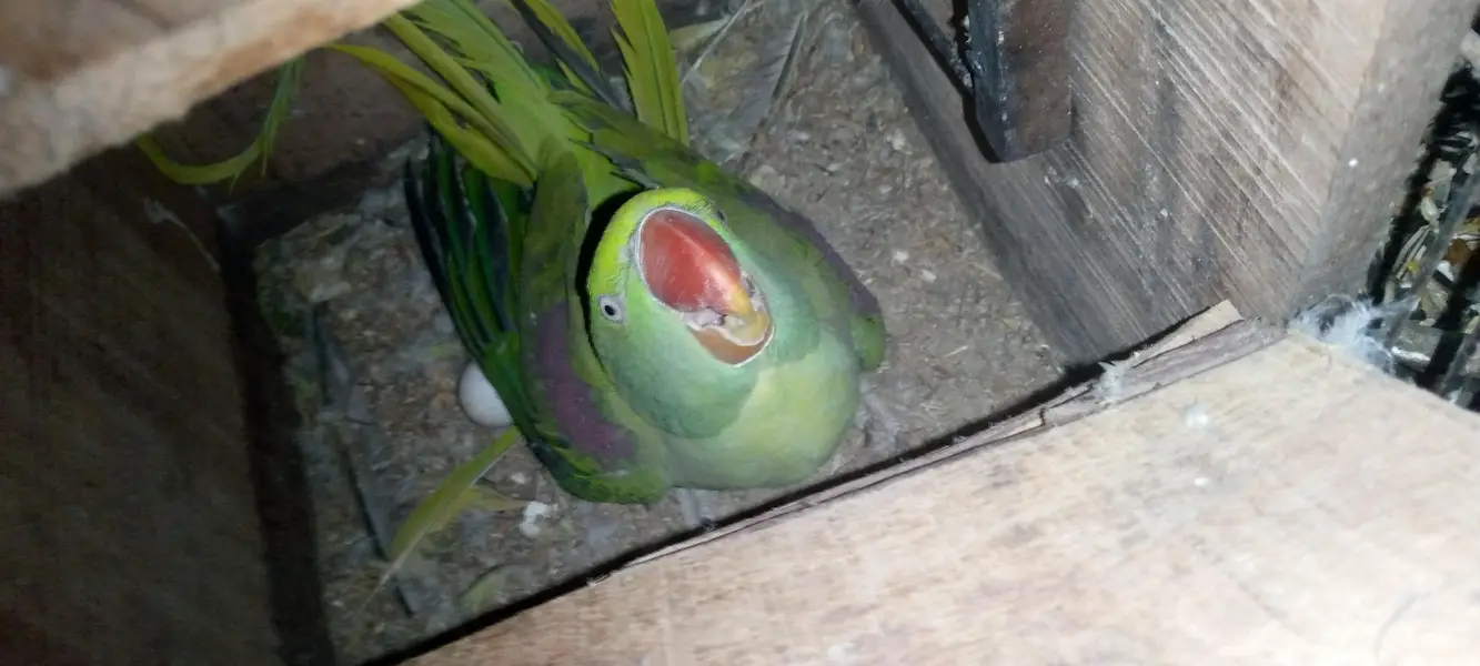 Breeder female — photo 3