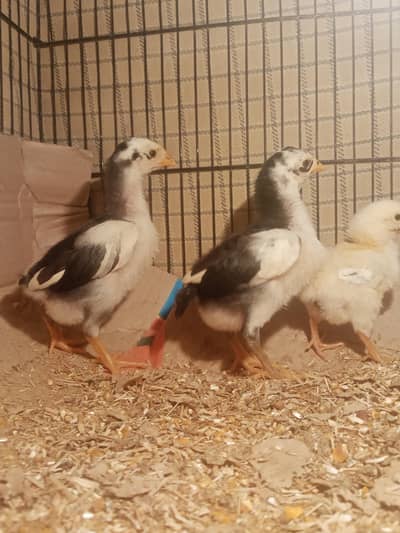 Aseel Pakoye Chicks for Sale