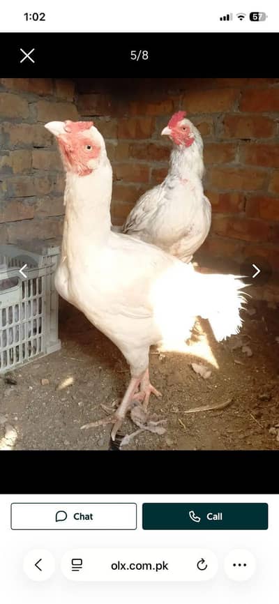 Aseel heera pair for sale