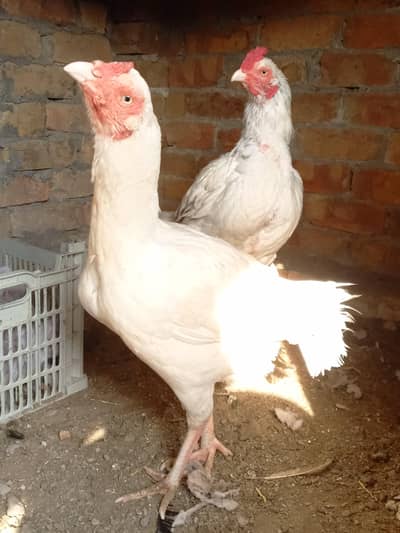Aseel heera pair for sale