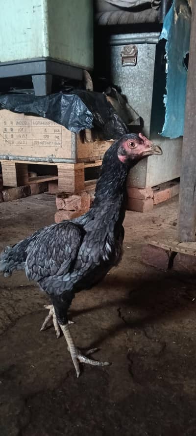 Aseel bird for sale