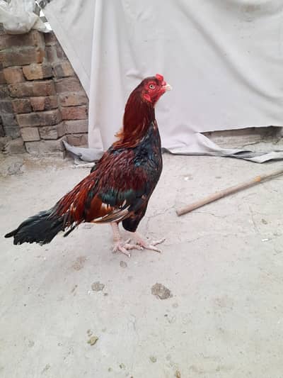 amroha aseel[0306-1488325]