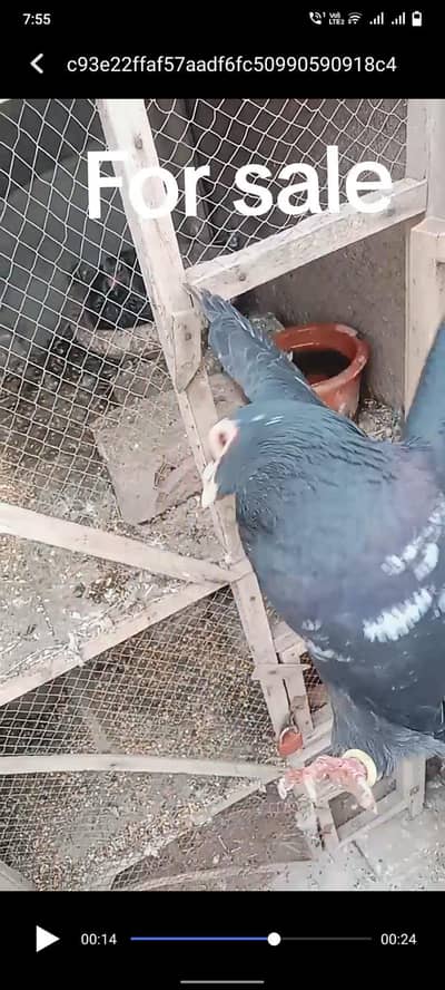 breeder pair with chick