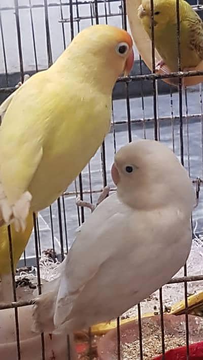 Urgent sale  Albino * cremino