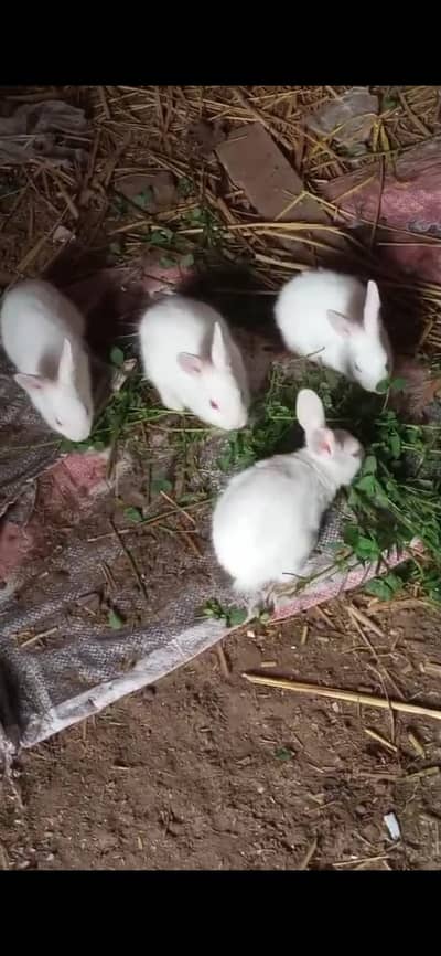 rabbits for sale