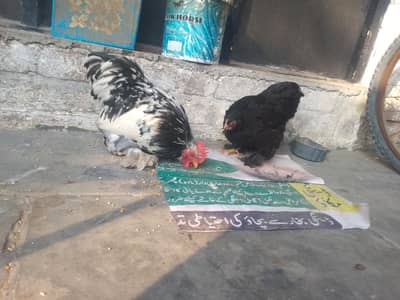 Beautiful Molted Bantam Chicken Pair – Urgent Sale