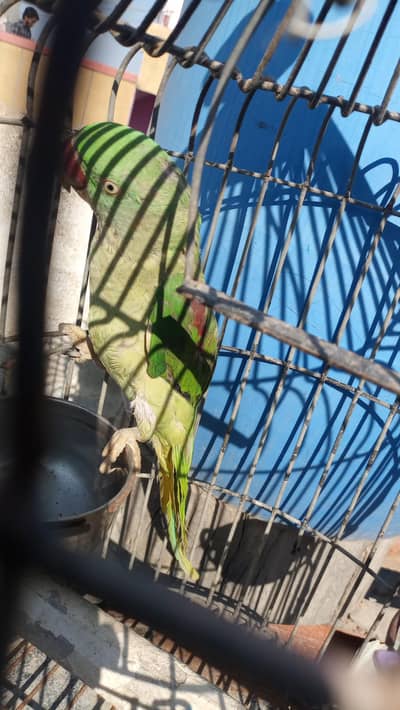 Raw parrot with cage