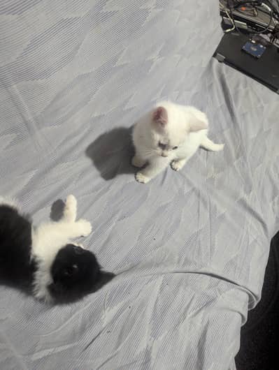 2 white female a d 1 male (black and white) cat