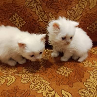 Pure White Turkish Angora Kittens for Sale 