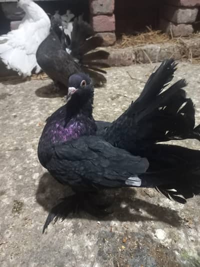 healthy and active beautiful fantail