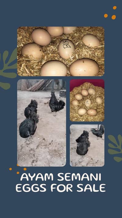 Ayam Cemani eggs for sale