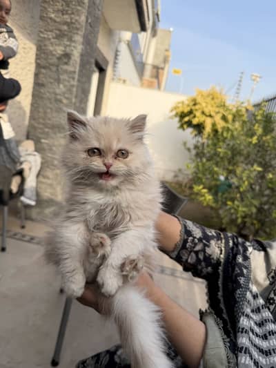 Persian tripple coated