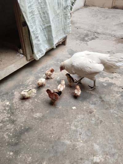 Aseel Wite Murghi With 9 Chicks