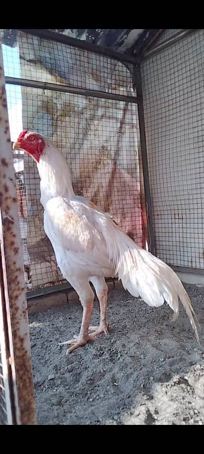 High Quality birds in reason able price. . . .