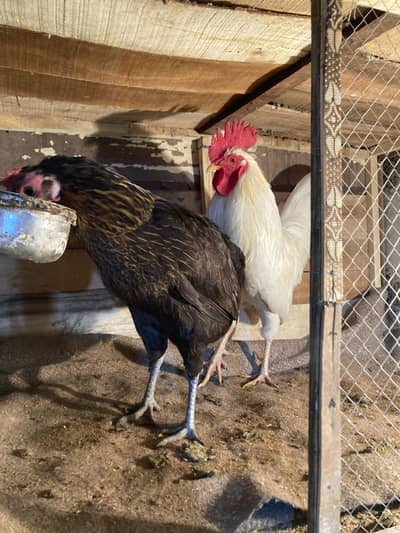 Pure home Desi hens Pair