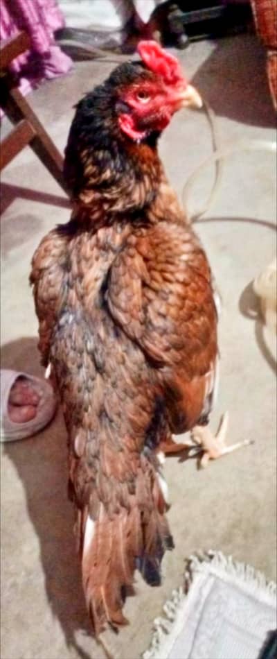 madi paraa aseel murgha mazboot jhor khobsorat parinda