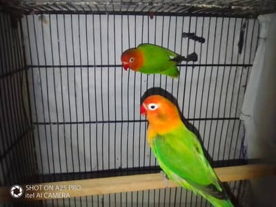 High Quality Green opaline/ blue females