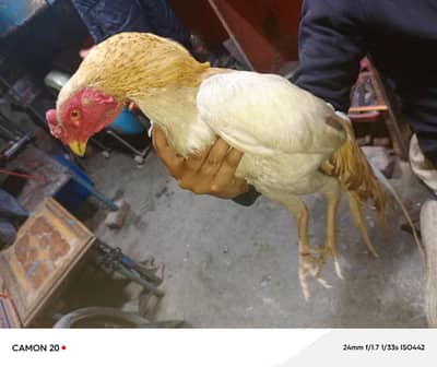 pure mian vali breed