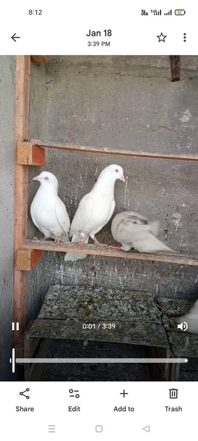 top quality low flayer