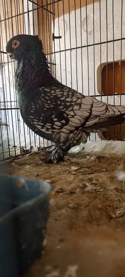 Modern Blondinette Oriental Frill