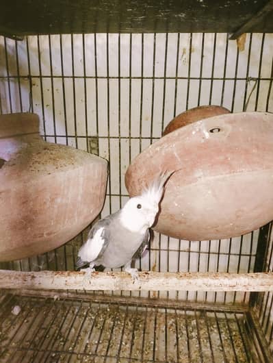 Cocktail male for sale age 15month