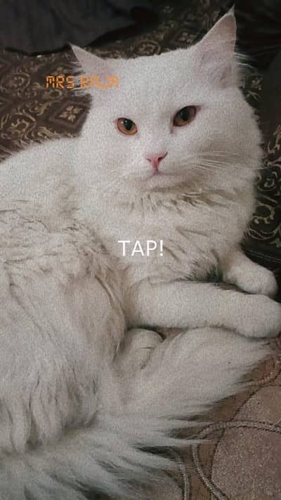 persion cat golden Eyes