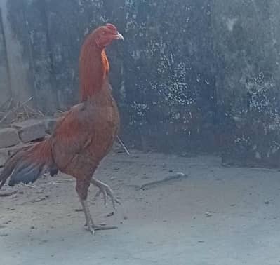 aseel thai patha 0319-6643103