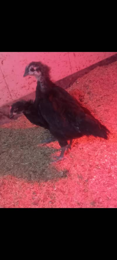 Heritage Australorp