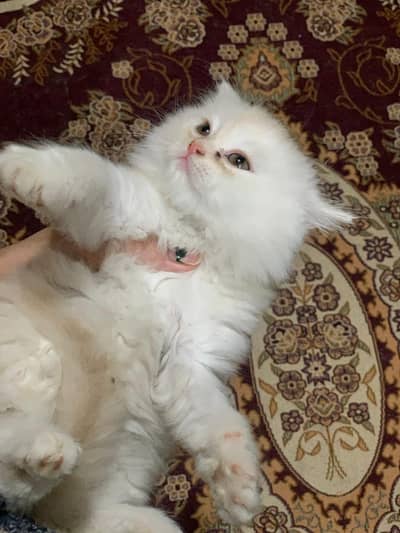 Persian cat for sale tripple hair kitten