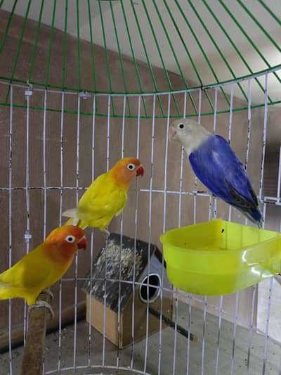 love bird parrots pair