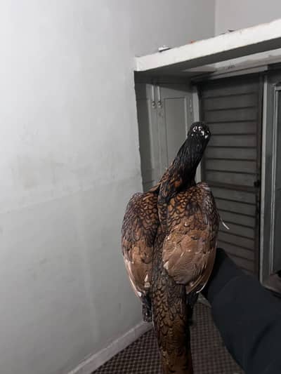 pure aseel peela murgha