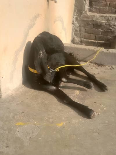 Amratsari Beetal Path 03279974867